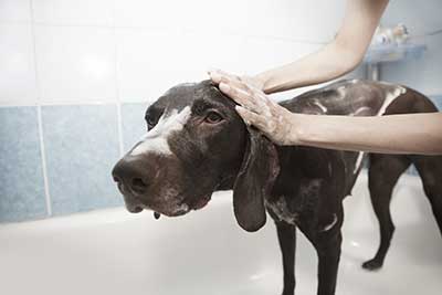 Dog wash
