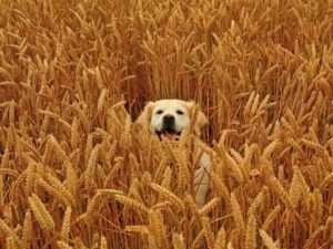 Dog in wheat field