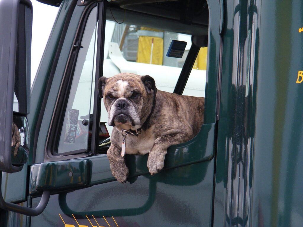 dog, window, truck