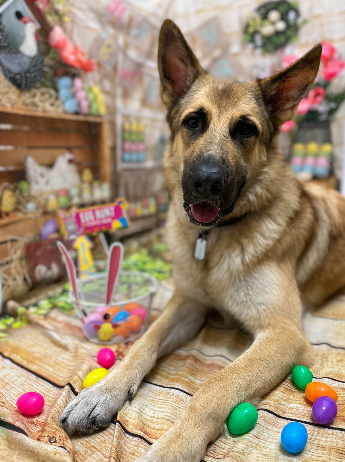 Picture of I wish I had known…There is a chocolate toxicity calculator for dogs ...
