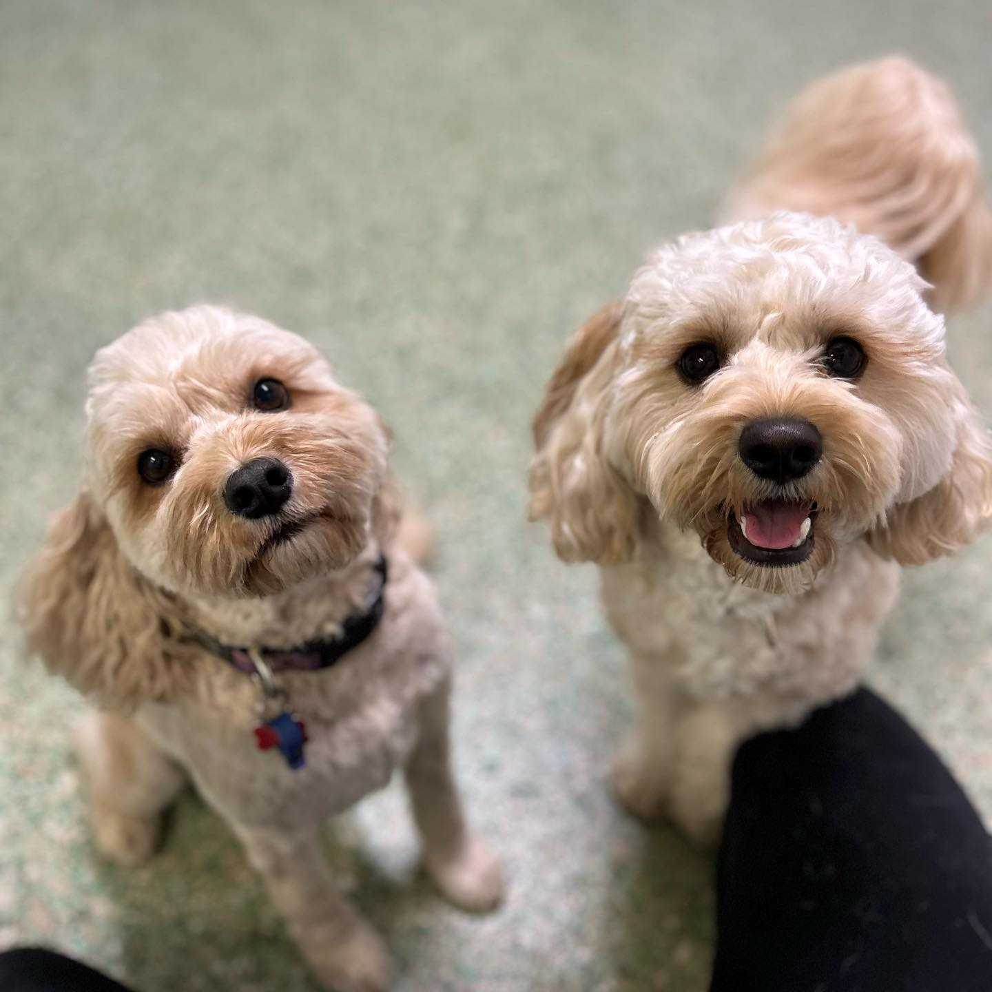 Beyond Aggression: Understanding Canine Conflict Through Scaling Laws ...