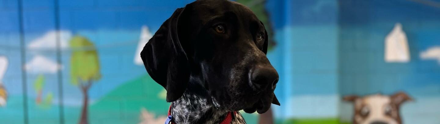 Beyond Aggression: Understanding Canine Conflict Through Scaling Laws ...