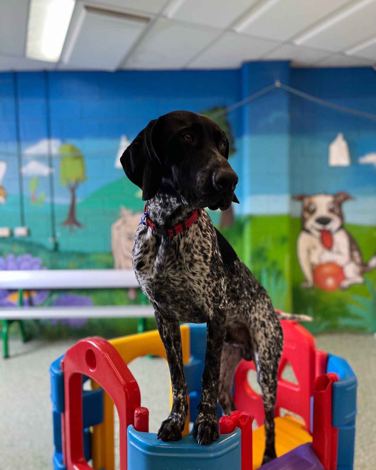 Beyond Aggression: Understanding Canine Conflict Through Scaling Laws ...