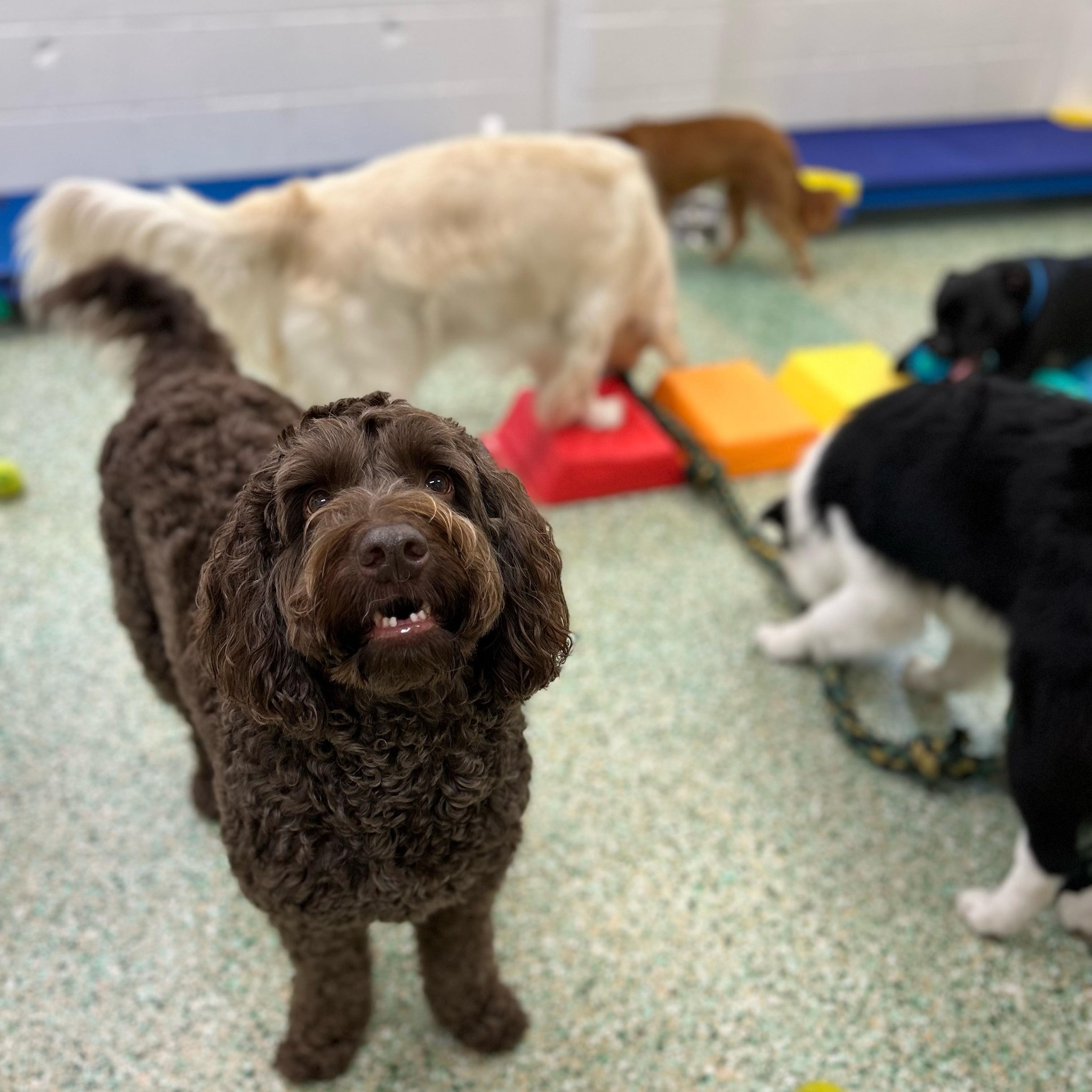 Beyond Aggression: Understanding Canine Conflict Through Scaling Laws ...