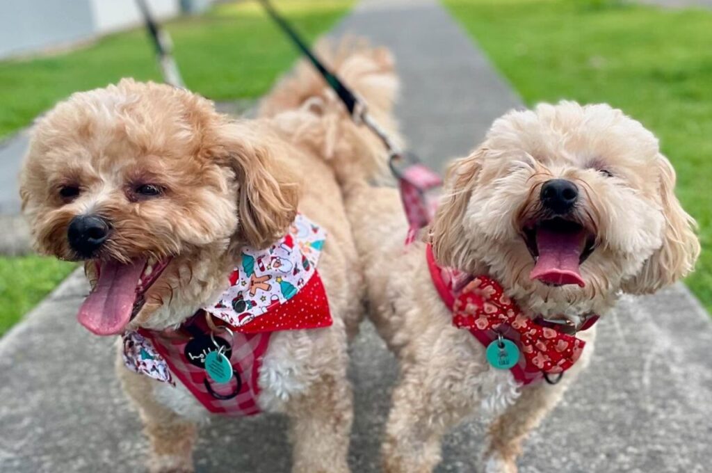 Two small, fluffy dogs wearing festive red harnesses and bandanas happily panting on a sidewalk during a walk.
