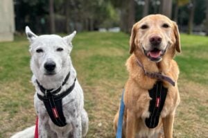 Two senior dogs sitting outdoors in harnesses, one white and one golden, looking calmly at the camera during a walk.