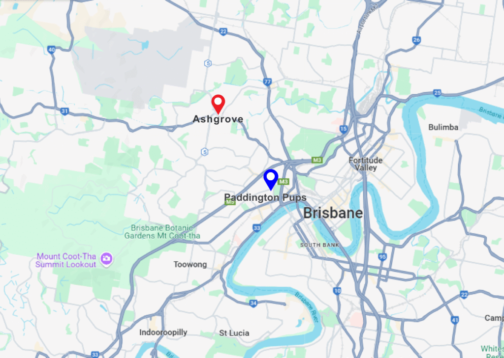 Paddington Pups and Ashgrove pinned location on map
