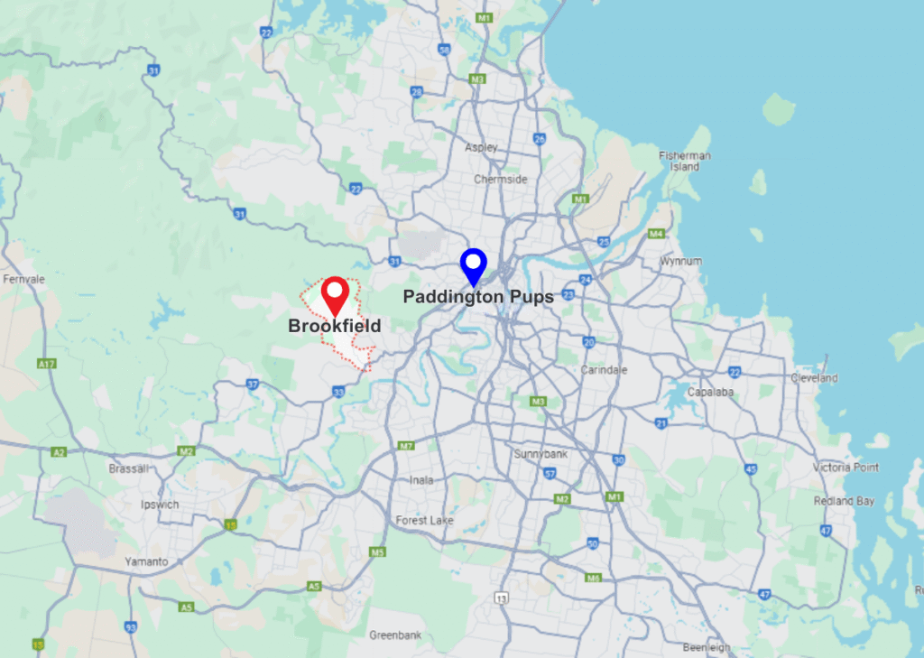 Brookfield location near Paddington Pups