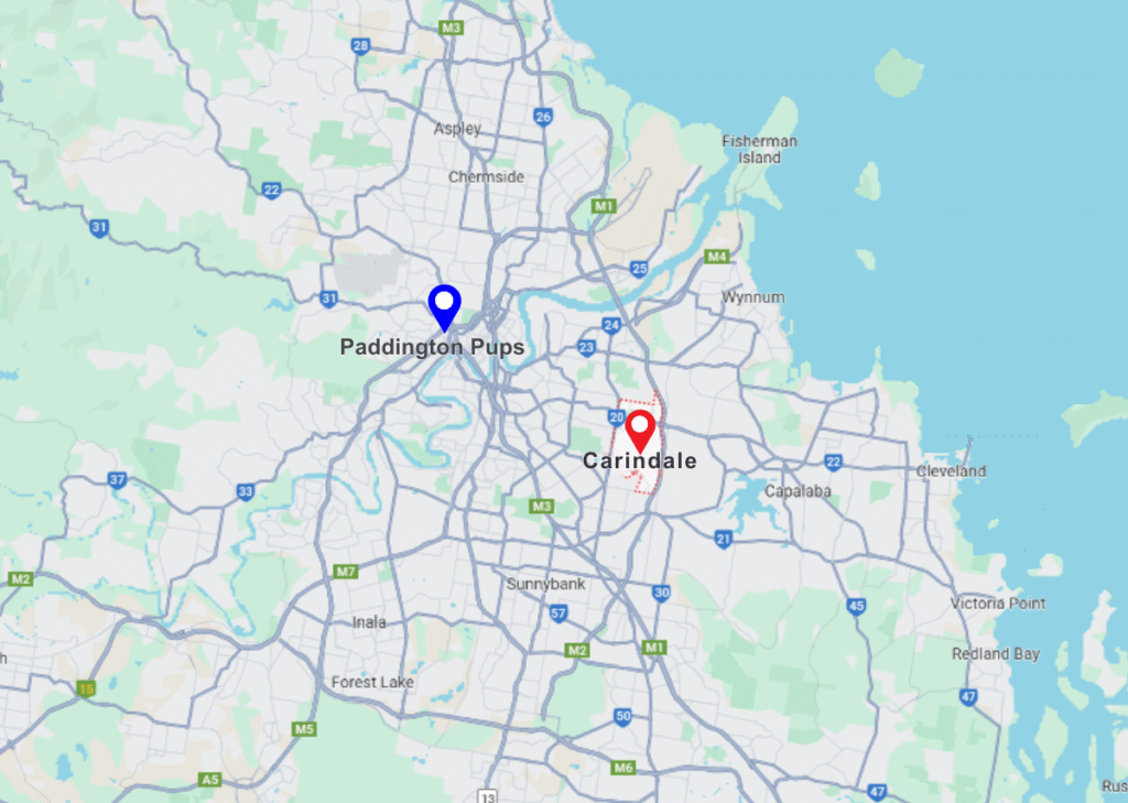 Paddinton Pups and Carindale pinned location