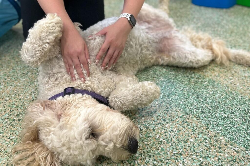 Curly-coated dog lying on the floor receiving a gentle belly rub from a staff member at a pet boarding center.