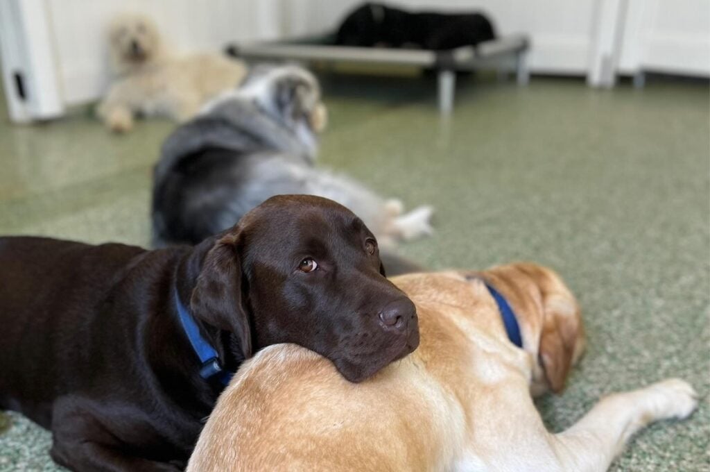Chocolate Labrador resting its head on a yellow Labrador in a calm daycare room.