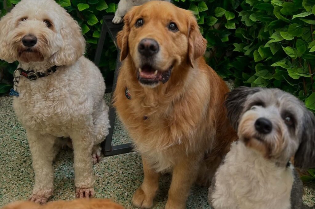 Group of dogs calmly interacting in a social dog daycare play area.