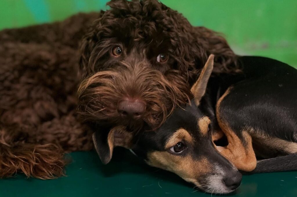 Brown curly-haired dog snuggling closely with a black and tan dog on a green floor.