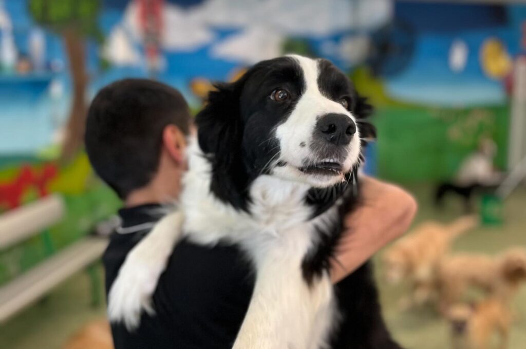 Border Collie being held in a staff member's arms at Paddington Pups indoor facility, with other dogs in the background.