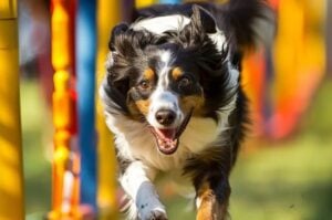 Energetic Australian Shepherd enjoying outdoor agility play at a vibrant dog daycare facility.