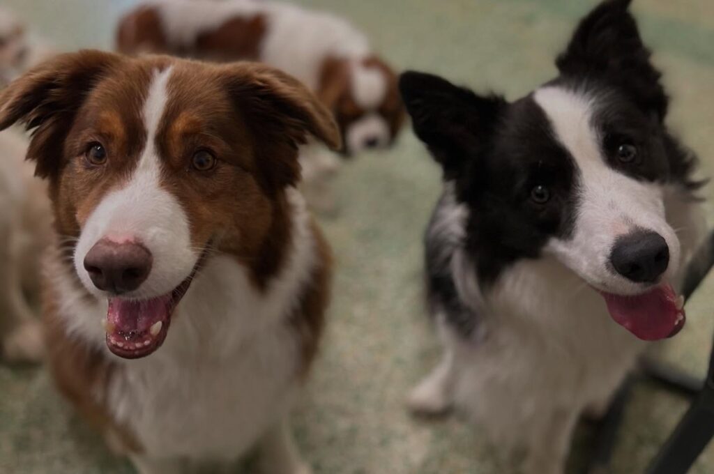 Two happy Border Collies looking up indoors at Paddington Pups daycare, surrounded by other dogs.