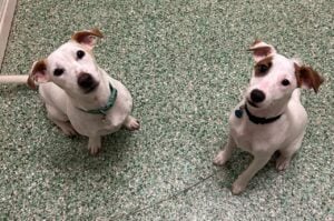 Two small white dogs with brown ears sitting on a speckled green floor at Paddington Pups, both looking up attentively.