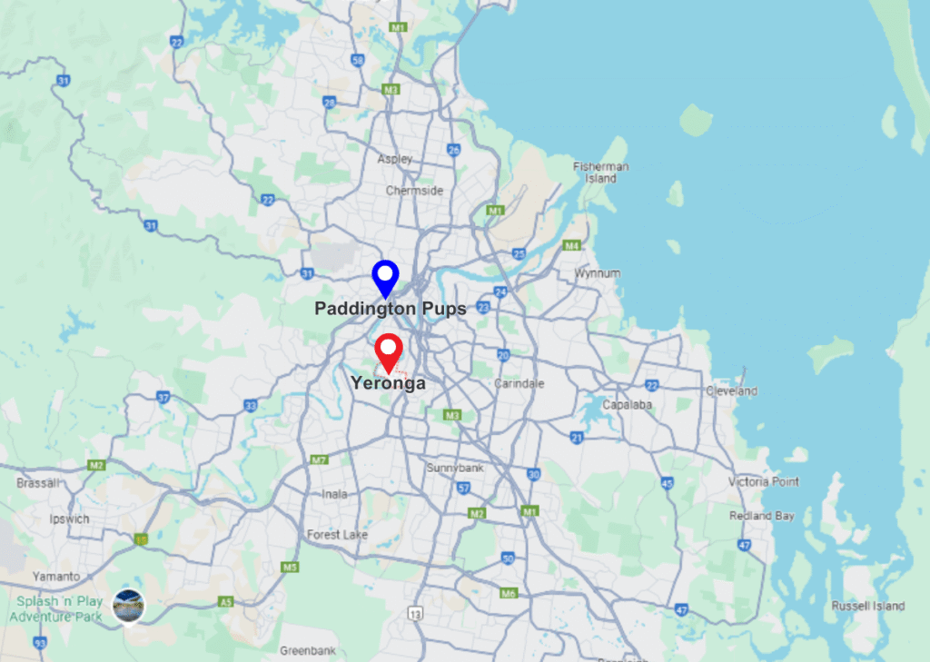 Yeronga pinned location on map and paddington pups pinned location on map