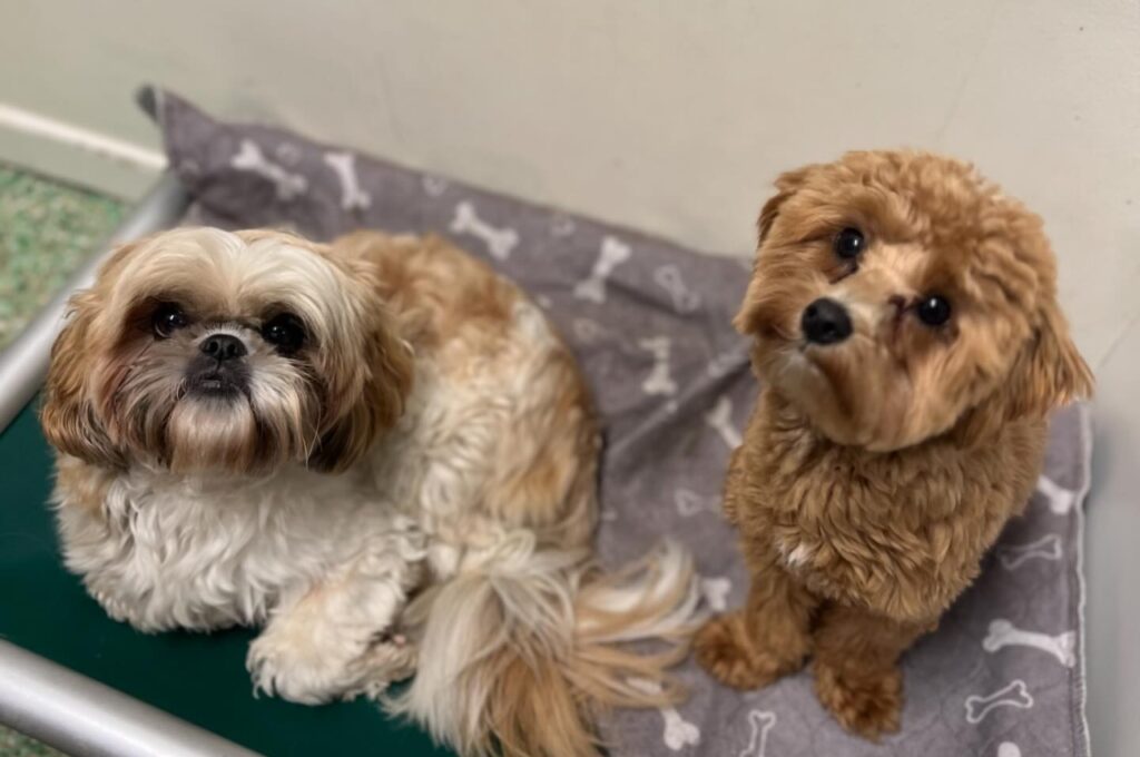 Two small dogs relaxing on a dog bed at Paddington Pups, showcasing the cozy indoor boarding environment
