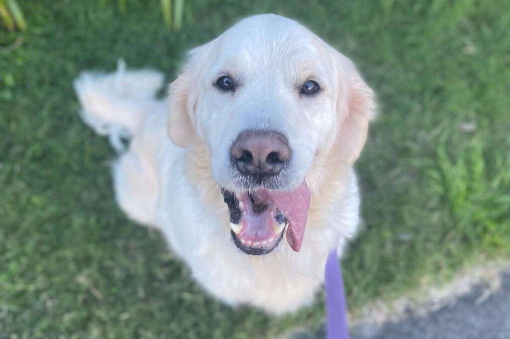 Happy Golden Retriever sitting on grass with tongue out and a purple leash.