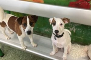 Two playful puppies standing on a bench at dog daycare