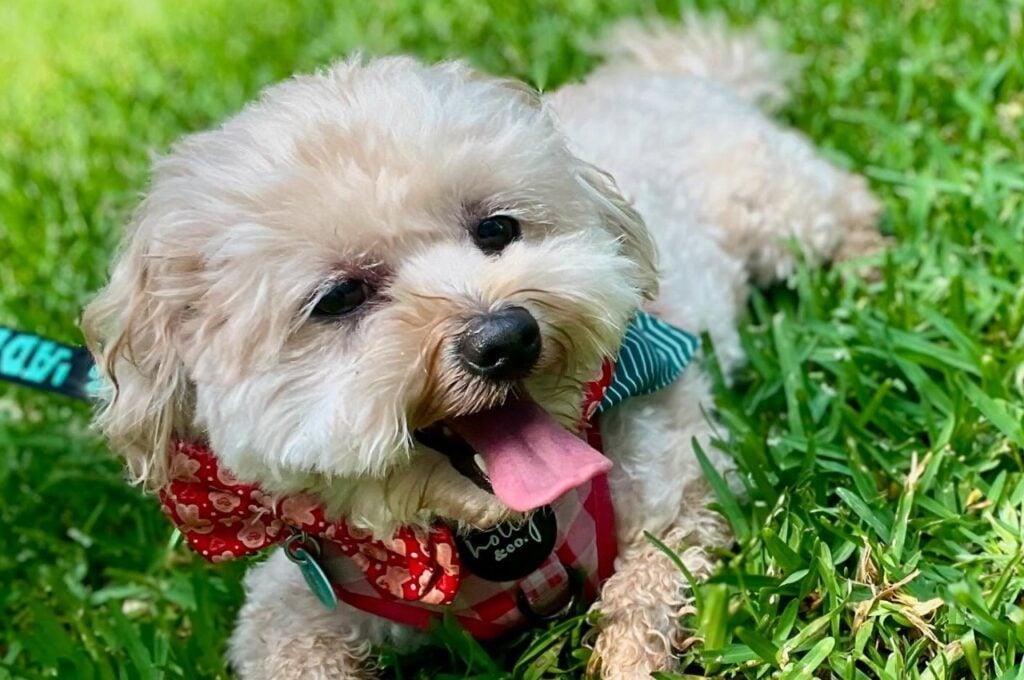 Happy small dog with red bandana lying on green grass