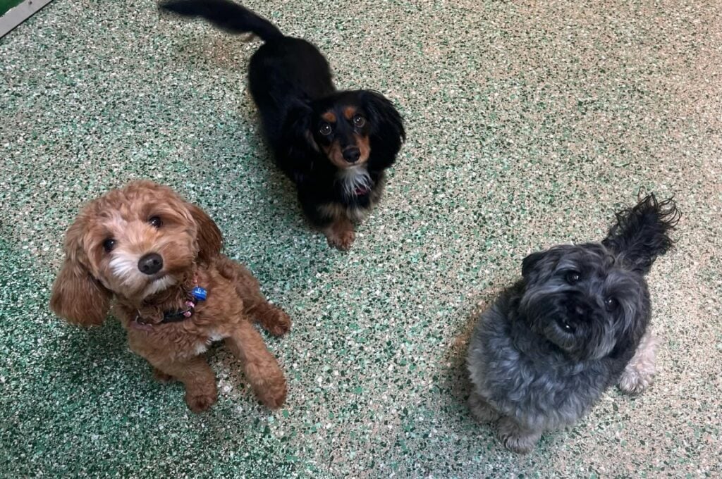 Three small dogs sitting on a speckled indoor daycare floor
