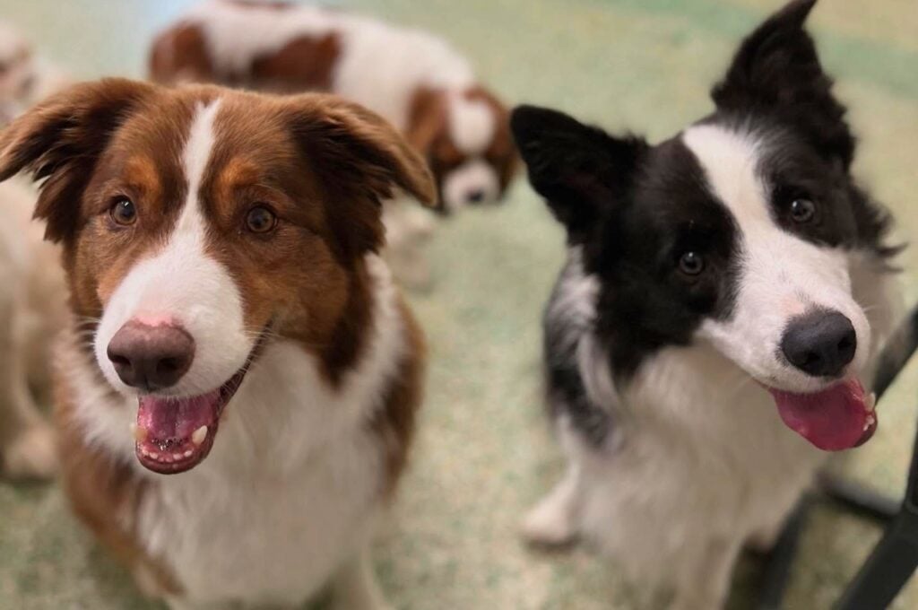 Paddington Pups Feature image for blog about What is dog daycare