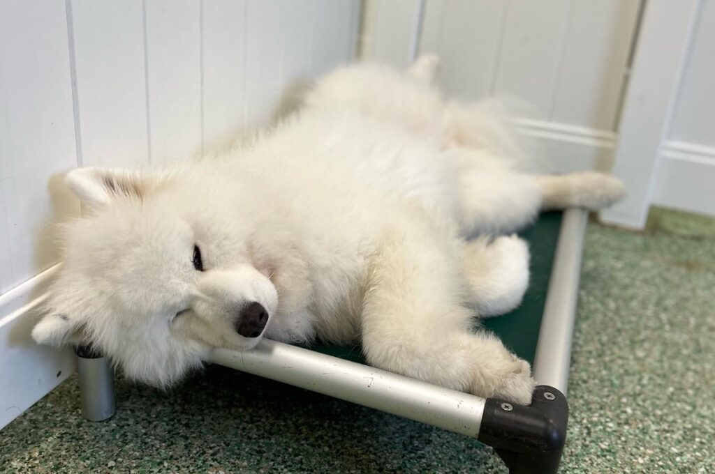 Calm dog resting on an elevated bed indoors, showing relaxed behavior in a comfortable boarding environment.