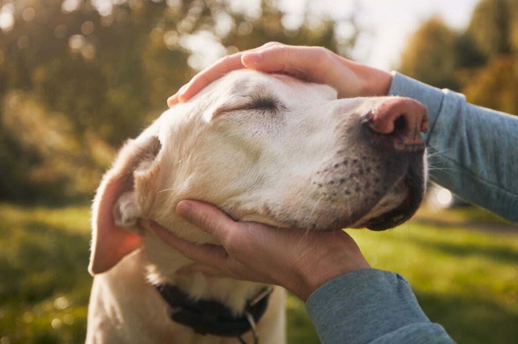 Close-up of a relaxed senior Labrador Retriever outdoors, eyes closed while being gently held and comforted by a person’s hands in warm natural light.