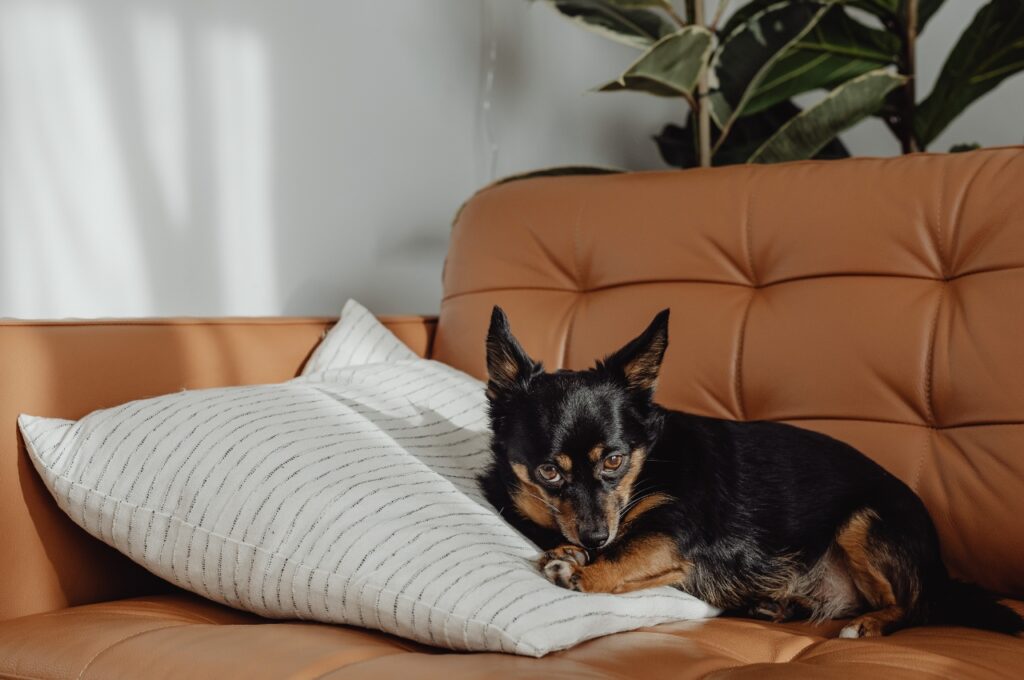 Black and tan Miniature Pinscher relaxing on a tan leather sofa with a white cushion in a bright apartment living room — apartment dog care Brisbane