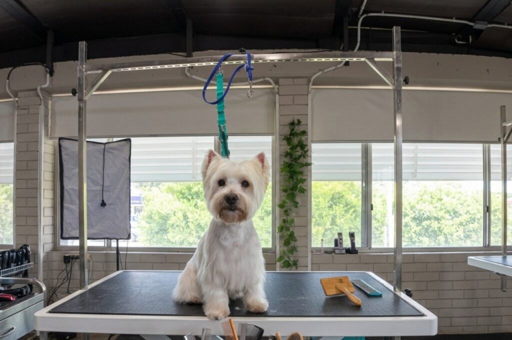 Small white dog sitting on a grooming table inside a modern dog grooming salon with grooming tools and large windows in the background.