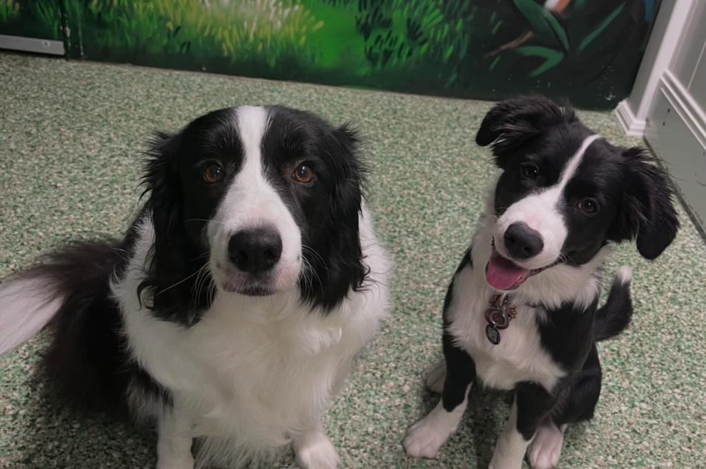 Two black and white Border Collies sitting together indoors, calmly looking at the camera during a dog socialization and home integration session.