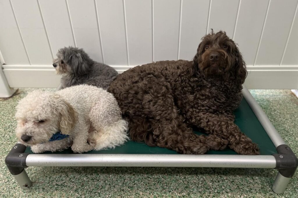 Three dogs relaxing together on an elevated dog cot inside a dog daycare or boarding facility, including curly-coated doodles and a small white companion dog resting calmly indoors.
