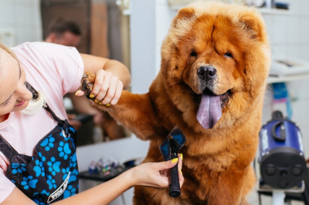 Professional groomer brushing a large fluffy Chow Chow during a large dog grooming session inside a modern pet grooming salon.