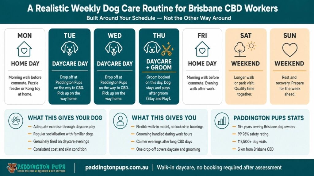 weekly routine for cbn worker dogs