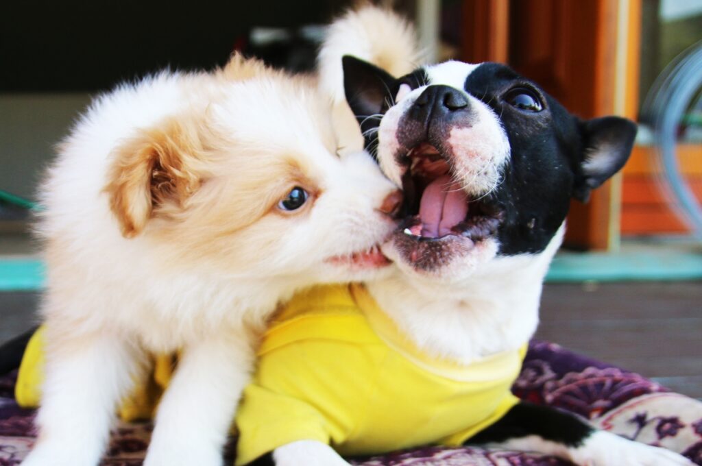 two puppies playing