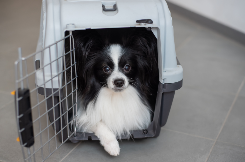 A small black-and-white Papillon dog looking out from inside an open plastic pet crate.