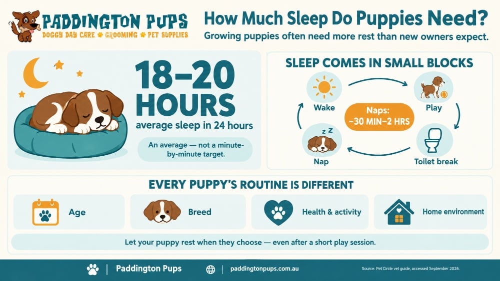 Infographic titled "How Much Sleep Do Puppies Need?" explaining that puppies average 18 to 20 hours of sleep per day in short nap blocks.
